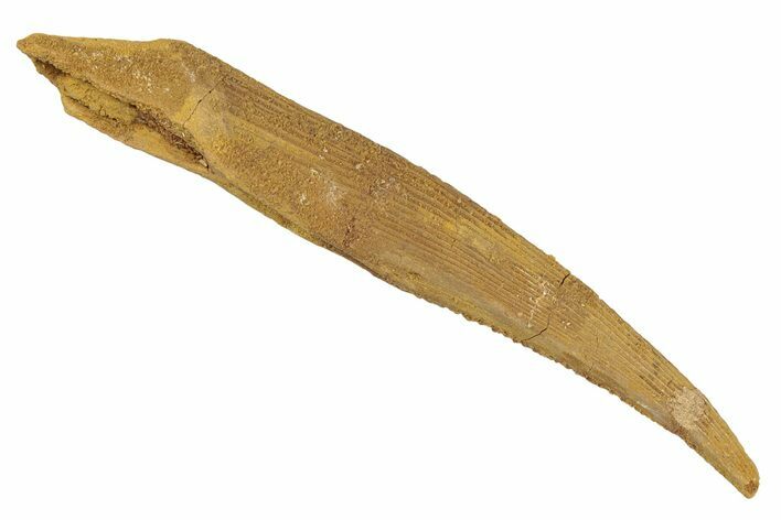 Fossil Shark (Hybodus) Dorsal Spine - Kem Kem Beds, Morocco #267697